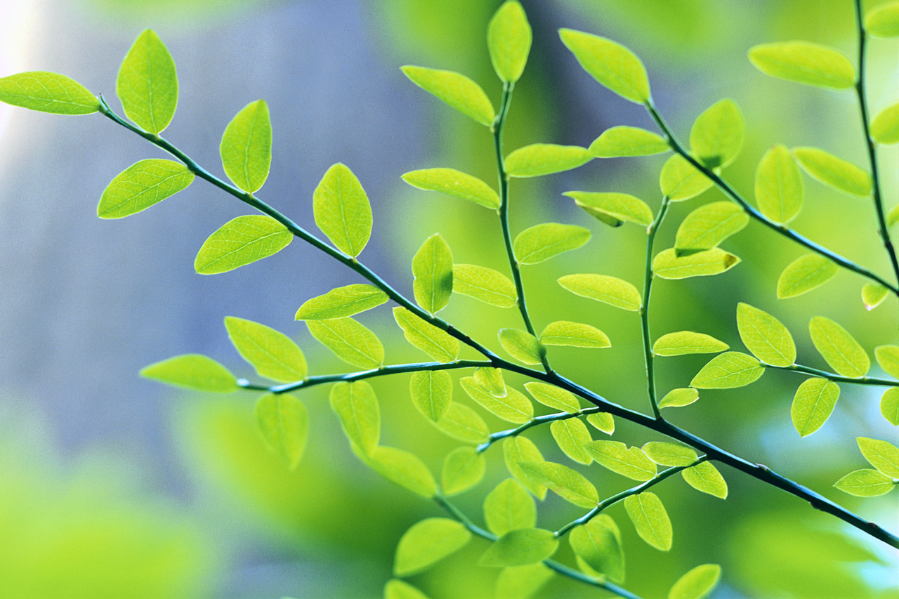 green tree.jpg